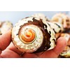 Florida Shells and Gifts Inc. Large Polished Turbo Sarmaticus Shell