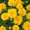 Lance-Leaf Coreopsis Seeds - Sunburst - Packet - Yellow Flower