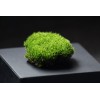 chromavogue Live Velvet Pillow Moss cushions SALE UPDATE! - 3,