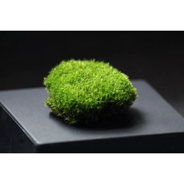 chromavogue Live Velvet Pillow Moss cushions SALE UPDATE! - 3, 5, 10 PC Bonsai top Terrarium - 2"+ moss pillow