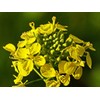 CEMEHA SEEDS - Black Mustard Seeds Non GMO Vegetable for