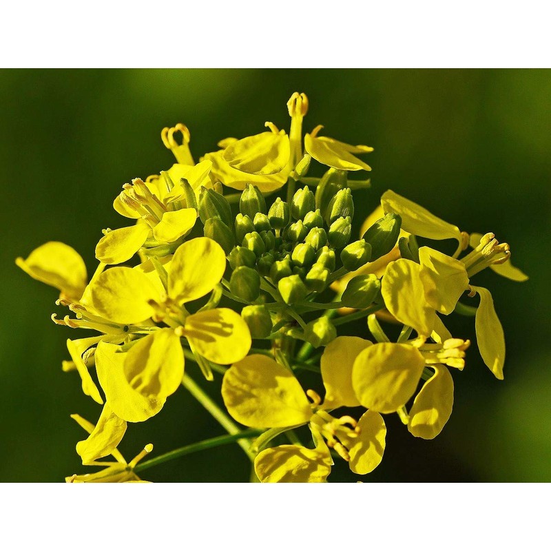 CEMEHA SEEDS - Black Mustard Seeds Non GMO Vegetable for