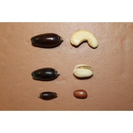 400pc Black Olive Seashells, Natural Craft Seashells, 1-1.25 Inches, Dark Brown and Cream, Sailor Valentines, Beach Art, SS-144