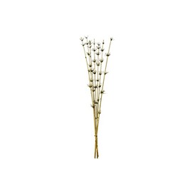 Vickerman 36-40” Basil Star Bamboo Reed, 7 Stems, Dried