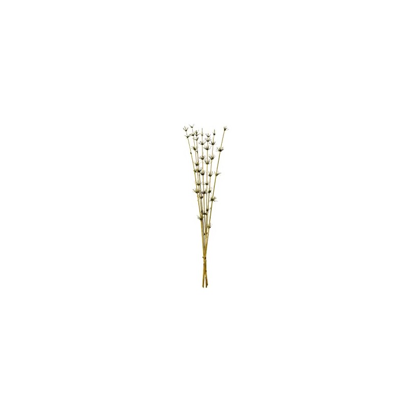 Vickerman 36-40” Basil Star Bamboo Reed, 7 Stems, Dried