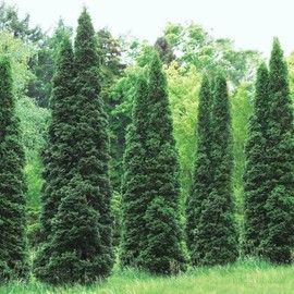 20 Thuja Green Giant Arborvitae Trees/Shrubs - 6-12" Tall Seedlings - Live Plants - 2.5" Pots