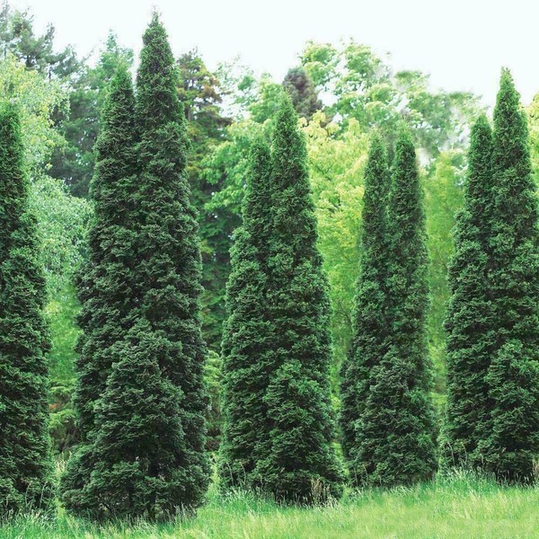 20 Thuja Green Giant Arborvitae Trees/Shrubs - 6-12" Tall Seedlings