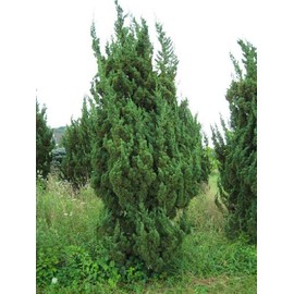 Robusta Green Juniper | 2 Extra Large 3 Gallon Plants | Hardy Evergreen Shrub for Landscapes & Gardens, Ideal for Ground Cover, Topiary, Bonsai, Low Maintenance, Drought Tolerant
