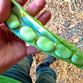 Little Seed Store 1 oz FAVA BEAN Seeds Organic Heirloom Broad Bean Gourmet Buttery Nutty Taste