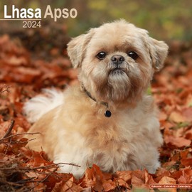 Lhasa Apso Calendar - Dog Breed Calendars - 2023 - 2024 wall calendars - 16 Month by Avonside