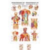 Sport-Tec Trigger Points Head and Body Mini Poster Anatomy 34