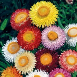 KIRA SEEDS - Seeds Strawflower Dwarf Mix - Helihrizum - Annual Flowers for Planting - GMO Free