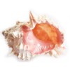 2 Small Pink Murex Shells 2-3" Aquarium Beach Wedding Crafts
