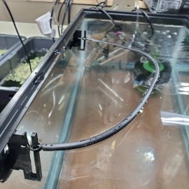 100+ Pieces Of Giant Duckweed + Free Self Leveling Floating Plant Corral!