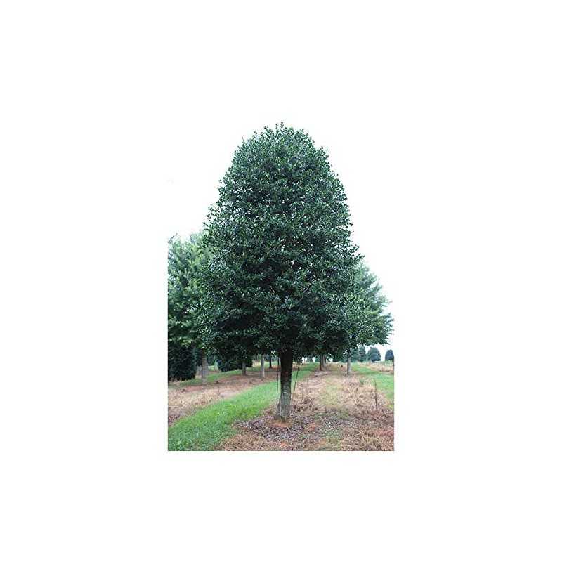 "Nellie R Stevens Holly - Healthy Plants – Potted Plant