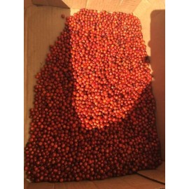 Comaquito Chiltepin Silvestre de Imuris Sonora- 50gr 1.76Oz