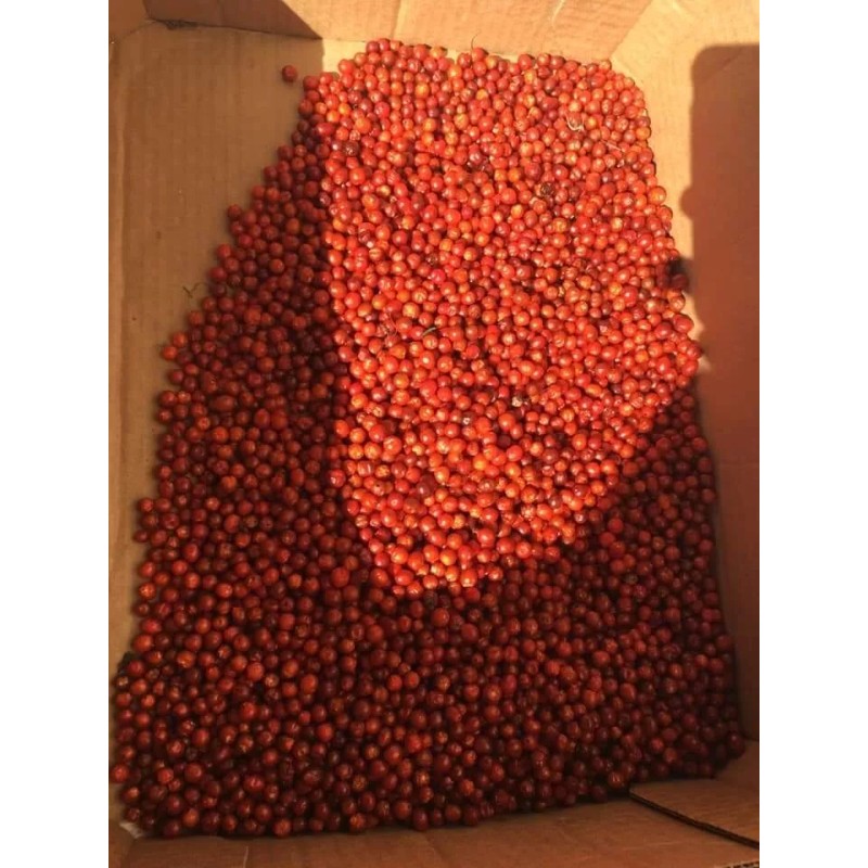 Comaquito Chiltepin Silvestre de Imuris Sonora- 50gr 1.76Oz