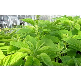 Organic Seeds Amaranth Chinese Spinach Green Edible Vegetable 400+++