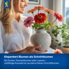 Kiepenkerl Blue Cushion Superbissima Mix 106063
