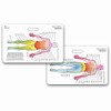 Neuro Dermatome Diagram Horizontal Badge ID Card Pocket Reference Guide