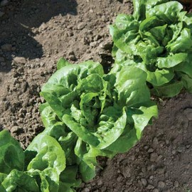 HeirloomSupplySuccess 50 Heirloom Butter Crunch ButterCrunch Lettuce Seeds