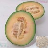 Treevale Hales Best Jumbo Cantaloupe Seeds, Hale’s Best Melon seeds,