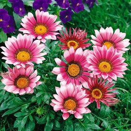 Outsidepride Gazania Kiss Rose - 200 Seeds