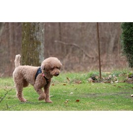 Curli Apple Leather Dog Harness Black XXS