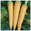 Everwilde Farms - 1 Oz Organic Solar Yellow Carrot Seeds