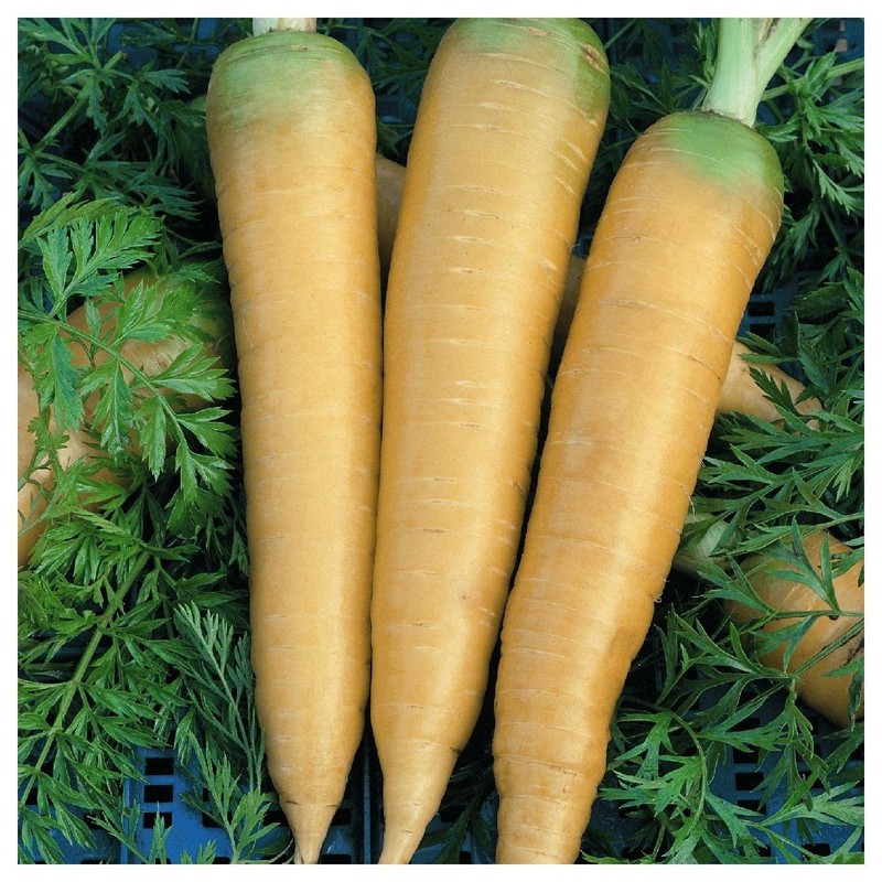 Everwilde Farms - 1 Oz Organic Solar Yellow Carrot Seeds