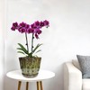 Grdthzey Ceramic Orchid Pots with Drainage Hole 6'' (mossgreen)