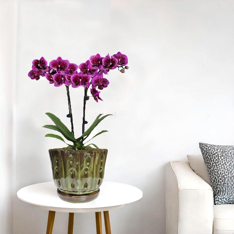 Grdthzey Ceramic Orchid Pots with Drainage Hole 6'' (mossgreen)