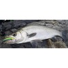 Shimano OT-145K 001 Oshia Lure, Bespoke Heimasa, 145F, Kyorin Sardine