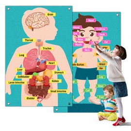 ChoirLingo Human Body Model for Kids - Body Parts Toys, Poster & Felt Board Cognitive Toy for Wall Play, Daycare Supplies & Teacher