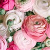 Ranunculus Pastel Mix - Persian Buttercup Bulbs (Not Seeds) -