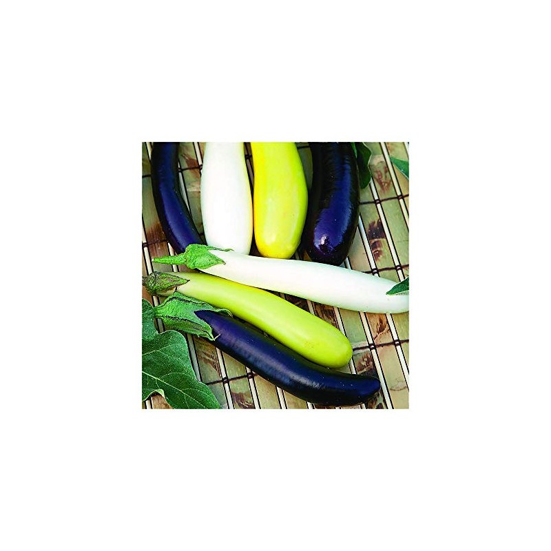 Park Seed Variety of Eggplant Vegetable Seeds, Plant Seeds, Easy