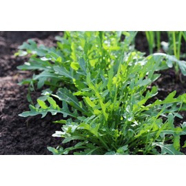 Organic Arugula Seeds (Eruca vesicaria) 500 Seeds (1 Grams) Rocket, Roquette - Spicy Fast Growing Salad Greens for Fall and Winter Planting by Smoke Camp Crafts