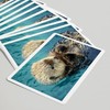 Sea Otter Up Close (52 Playing Cards, Poker Size Card