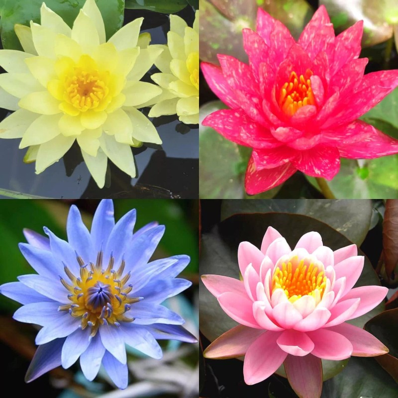4 Pack Live Water Lily Tubers Plants Colorful Pond Freshwater