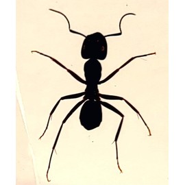 37mm Real Weaver Ant in Crystal Clear Lucite Resin Specimen Preserved Polyrhachis Dives Insect Taxidermy Crafts Collection for Biology Science Education Desk Ornament Display Supplies