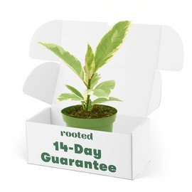 Variegated Rubber Plant - Ficus elastica 'Tineke' | Live, Easy to Grow, and Low Maintenance Houseplant (4")