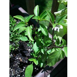 LICORICE BASIL* BULK *  1000  SEEDS* GOURMET * CULINARY *
