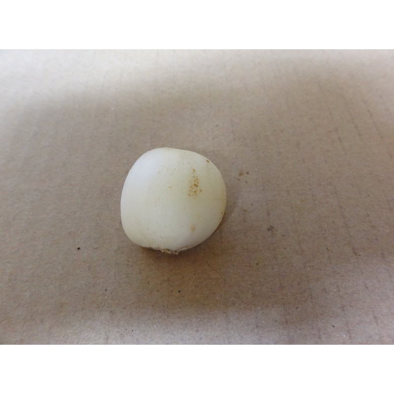 Garlic, 17.6 oz (500 g), Rose Garlic from Aomori Prefecture