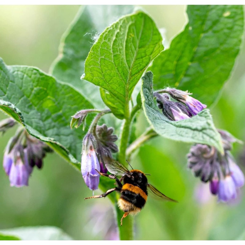 Earthcare Seeds True Comfrey 50 Seeds (Symphytum officinale) Non GMO,