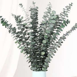 Jtoder 20 PCS Dried Eucalyptus Stems, 17'' Natural Real Live Greenery Eucalyptus Leaves Branches Hanging Shower, Preserved Fresh Eucalyptus Plant for SPA Home Fragrance Bathroom Table Vase Decor