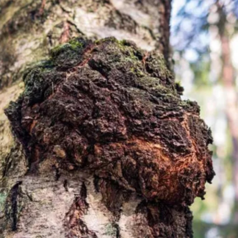 Freshly Fermented - Organic Mushroom Coffee Instant - Chaga -