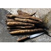 Seeds Salsify Black Root Scorzonera Heirloom Vegetable for Planting Non