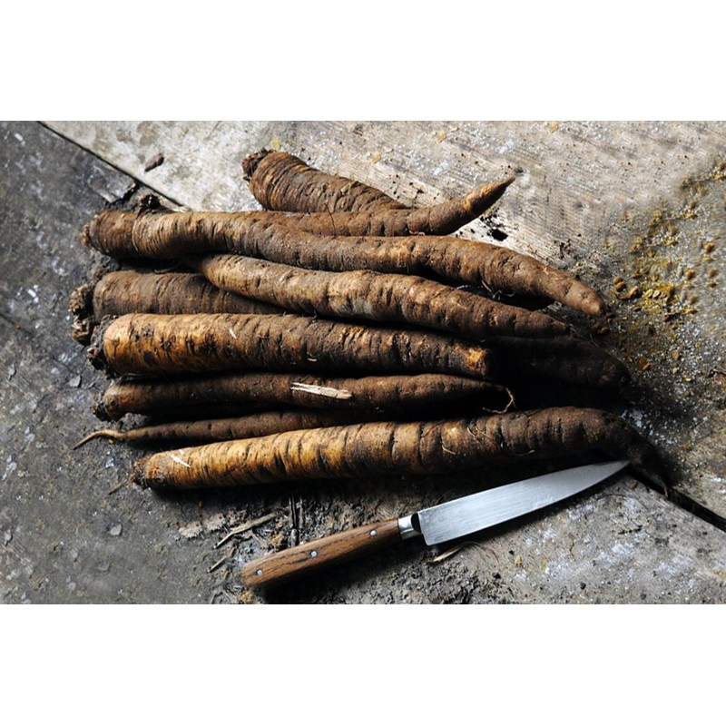 Seeds Salsify Black Root Scorzonera Heirloom Vegetable for Planting Non