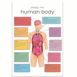 Inside The Human Body Anatomy Classroom Poster - Science Classroom Poster - 12 x 18 Inch - Classroom Decor - Classroom Must Haves - Back To School Decor - CPS0594