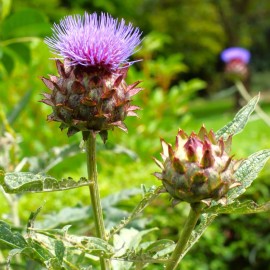 TomorrowSeeds Cardoon Seeds | Cardoni Cardone Cynara Thistle Artichoke  Perennial Seed 2025 - 90+ Count